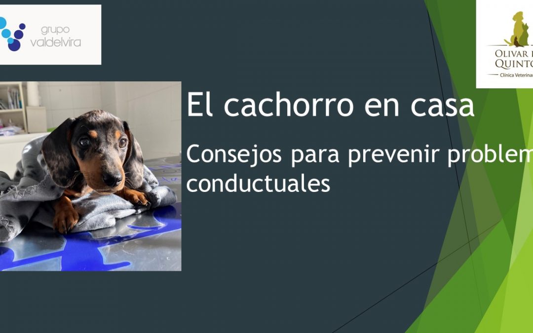 INSCRIPCIÓN WEBINAR: El cachorro en casa: consejos para prevenir problemas conductuales