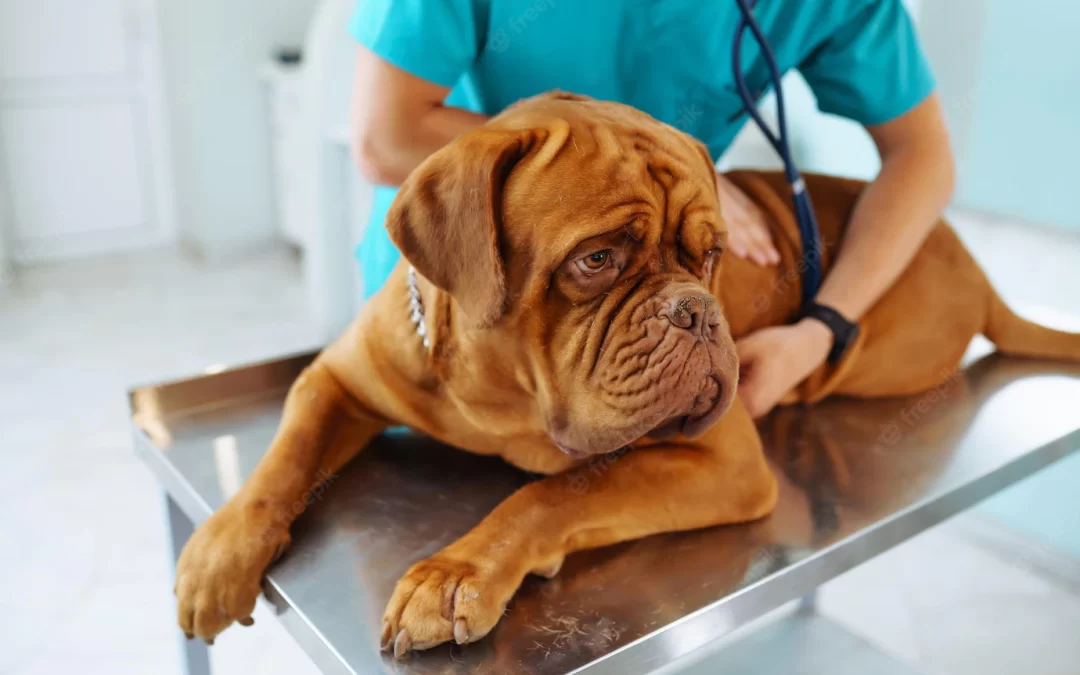 Hiperplasia Benigna de Próstata en Veterinaria | Webinar – 30/11, 14:30 h